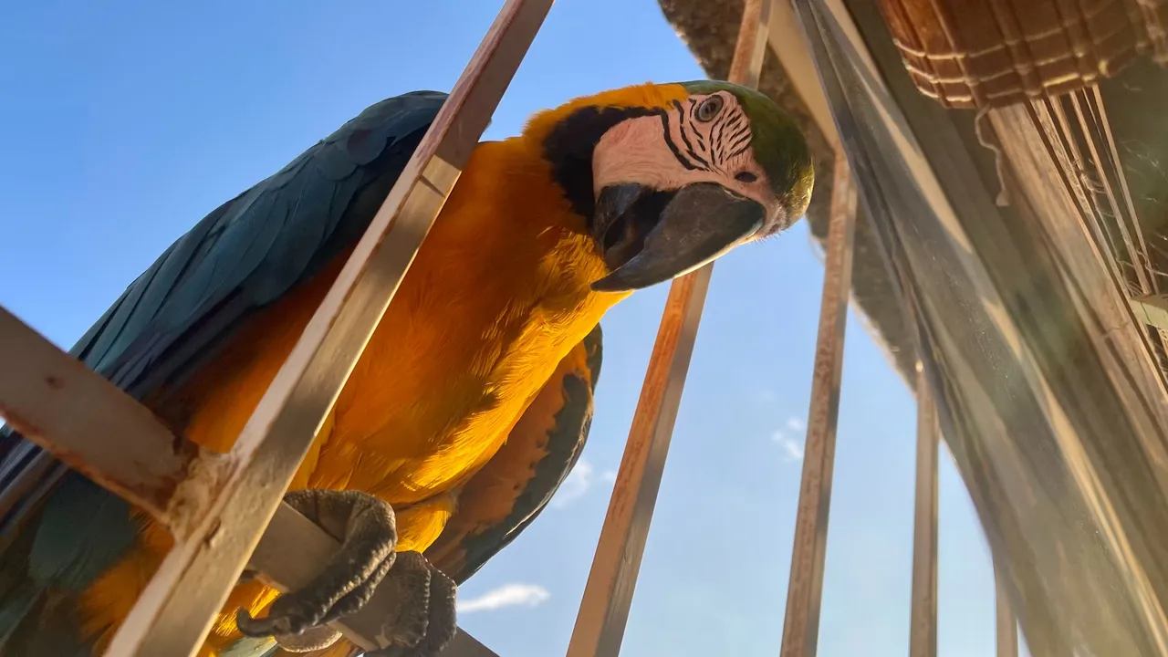 Guacamayas13_Oct2023.jpg