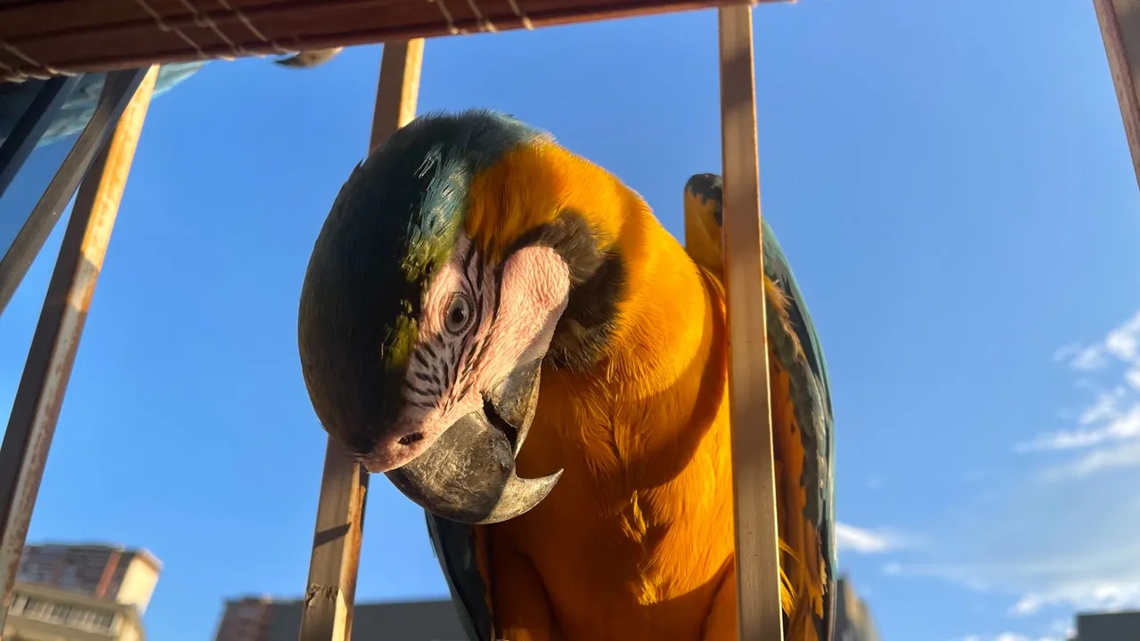 Guacamayas5_Oct2023.jpg