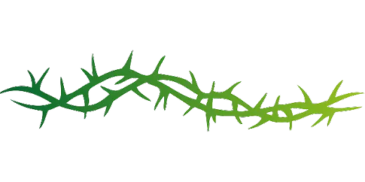 thorns-149735_640.png