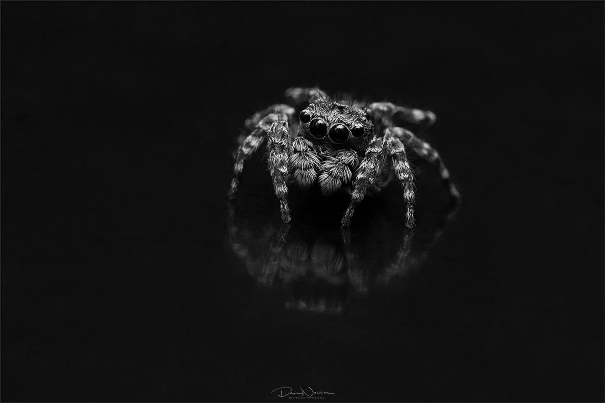Jumping Spider - attulus pubescens-7559PP.jpg