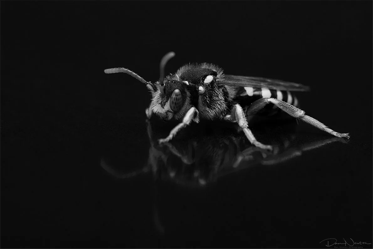 Nomada goodeniana-0131PP.jpg