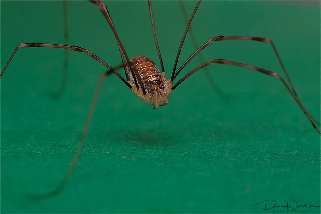 Opilio canestrinii-0090PP.jpg
