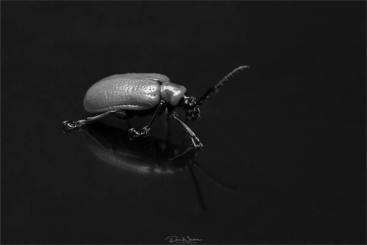 Scarlet Lily Beetle-7542PP.jpg
