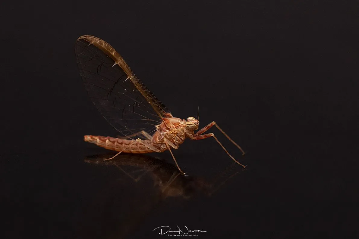 Cloeon dipterum Mayfly sp-9578PP.jpg