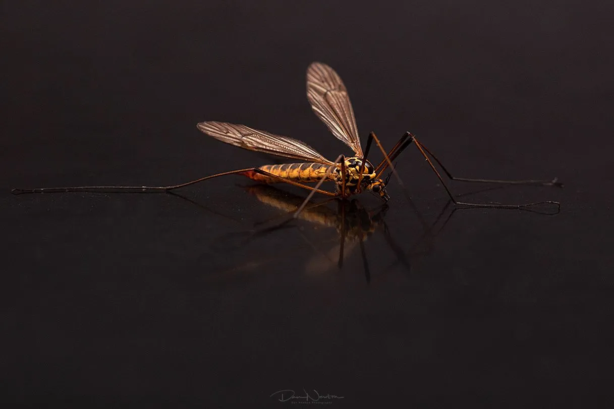 Tiger Cranefly - Nephrotoma sp-0062PP.jpg