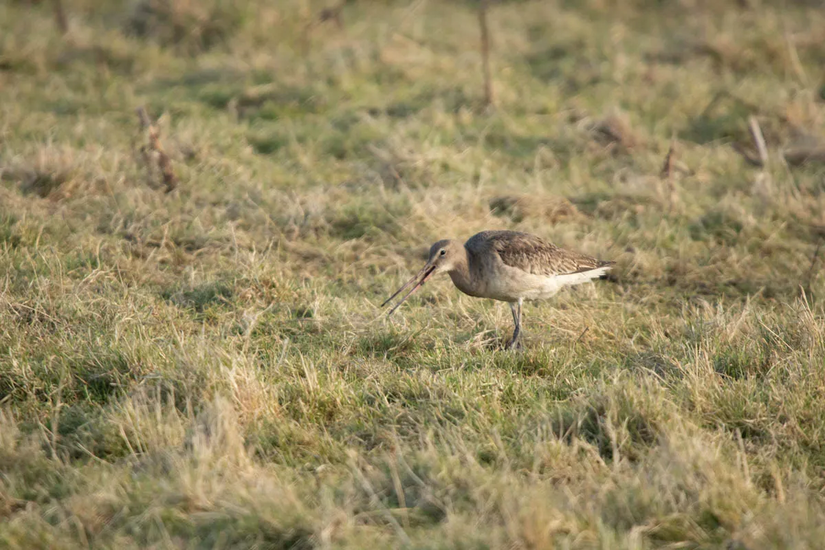 37 - RSPB Freiston Shore Jan 2023-48.jpg