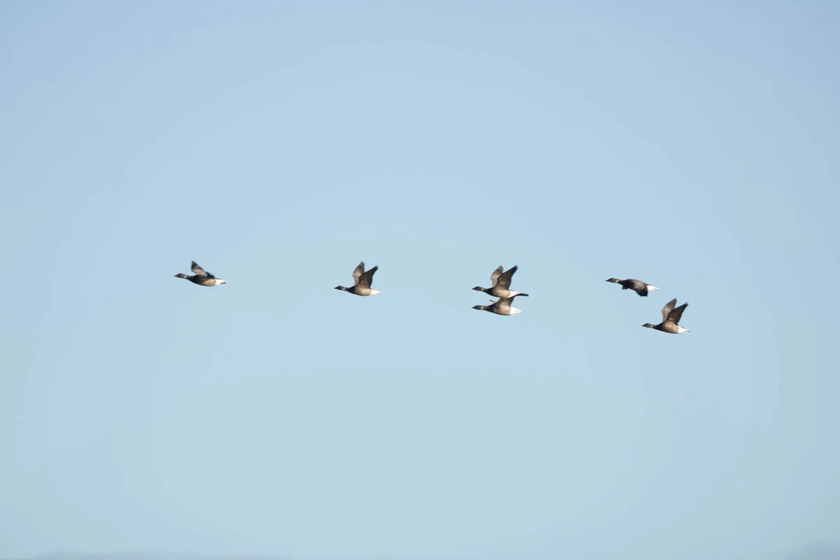 26 - RSPB Freiston Shore Jan 2023-30.jpg