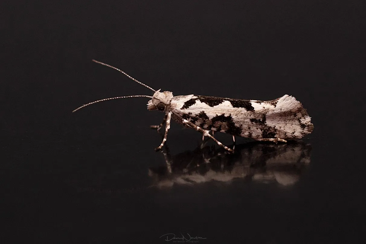 Ypsolopha sequella-0030PP.jpg