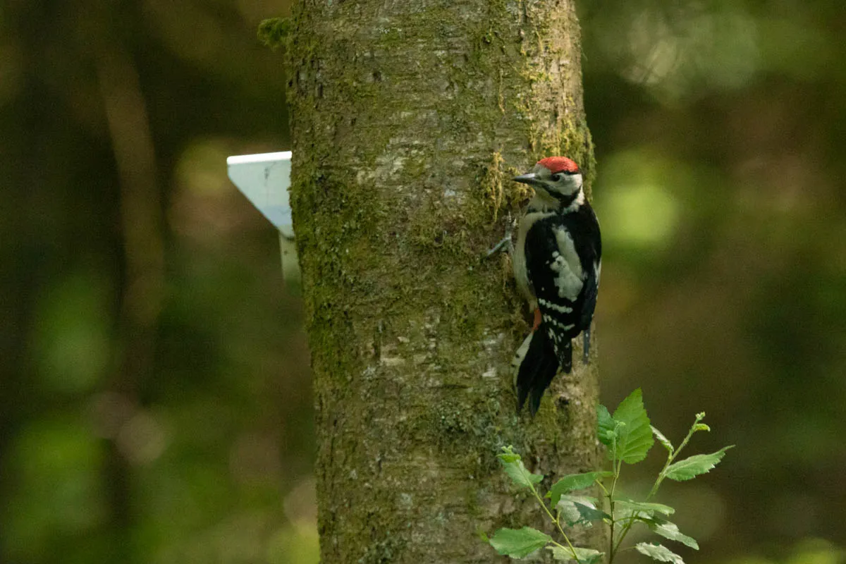 Day 6 kirroughtree-37.jpg