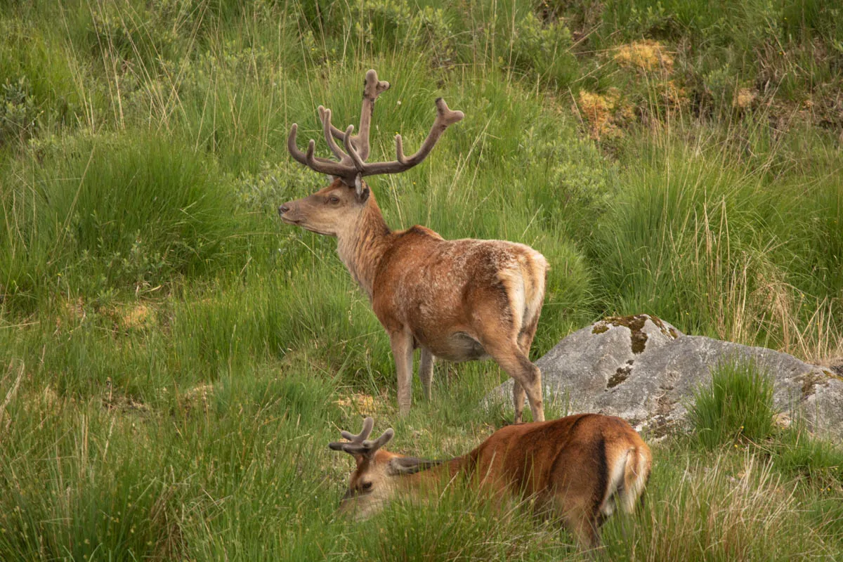 Day 4 A busy day in Galloway Forest-16.jpg