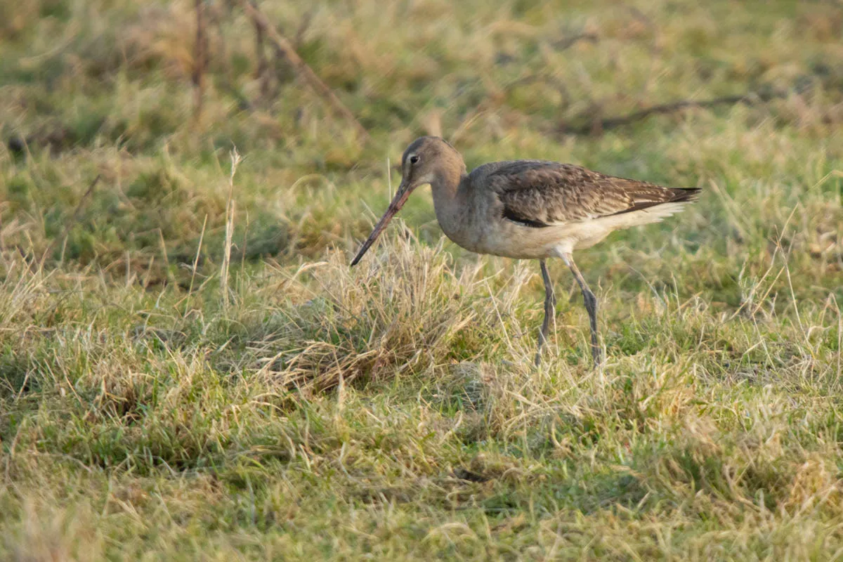 36 - RSPB Freiston Shore Jan 2023-47.jpg