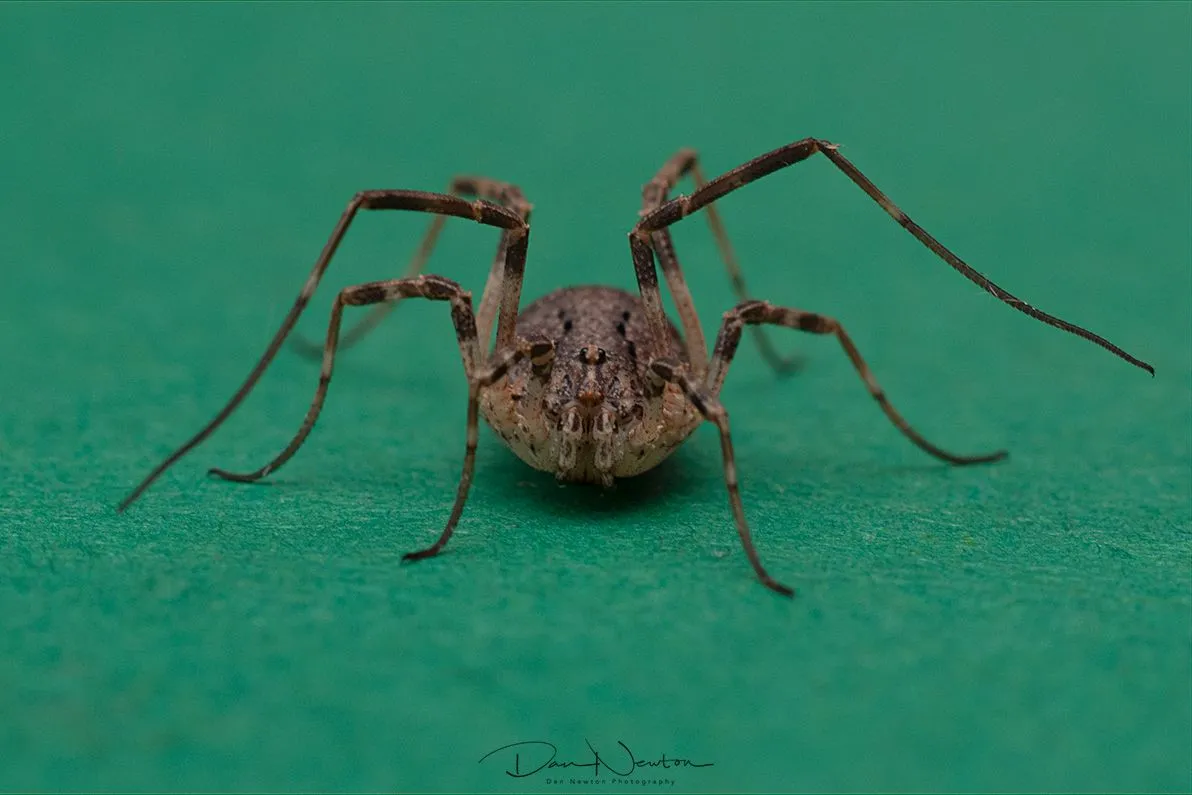 Odiellus spinosus-0085PP.jpg