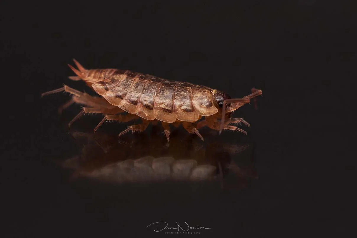 Striped Woodlouse - Philoscia muscorum-9603-1PP.jpg