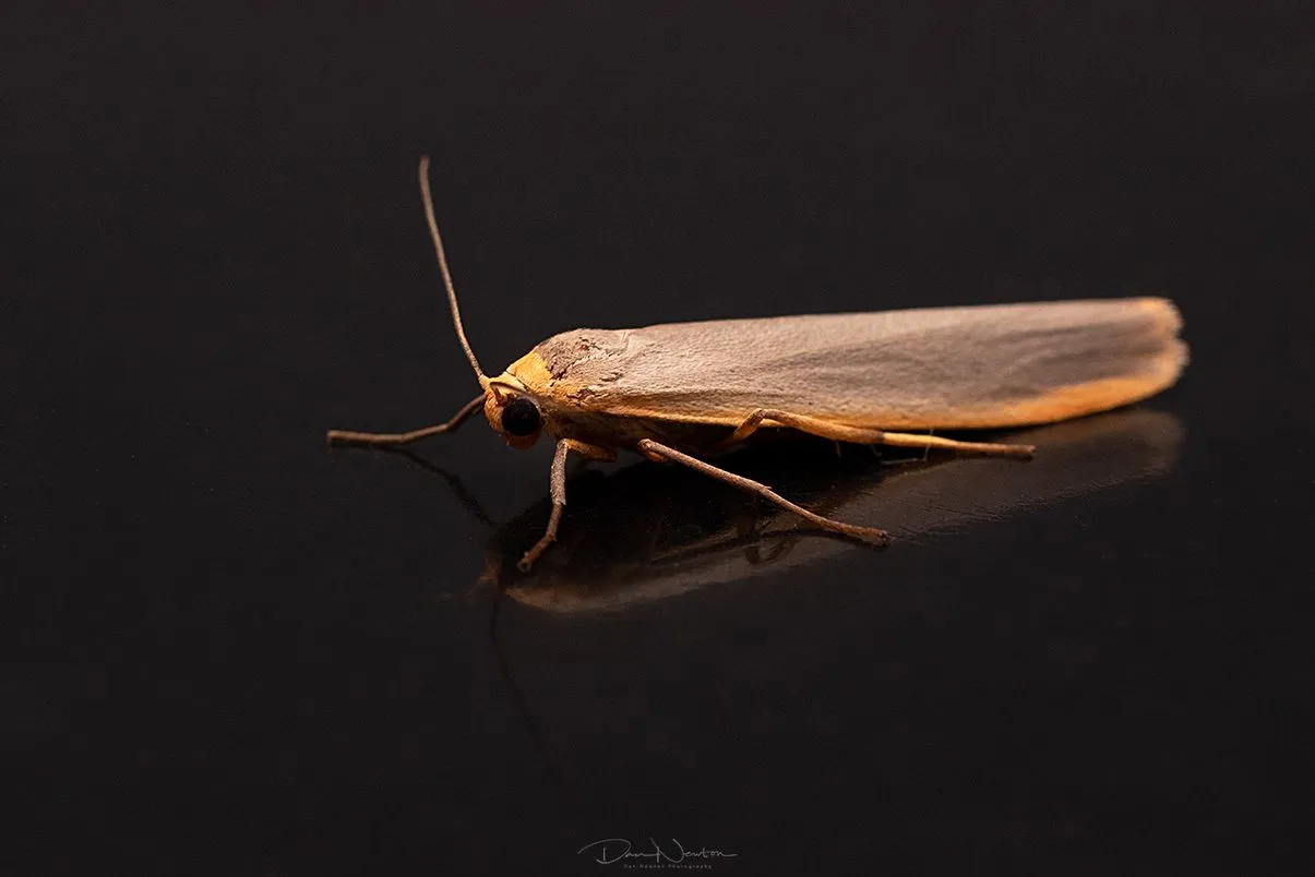 Scarce Footman-0026PP.jpg