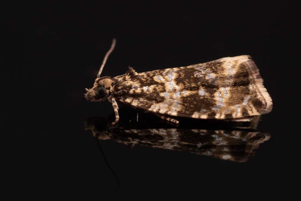 moth id check-1007.jpg