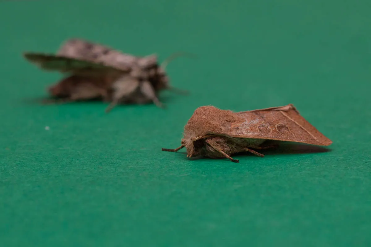 moth15march (1 of 3).jpg