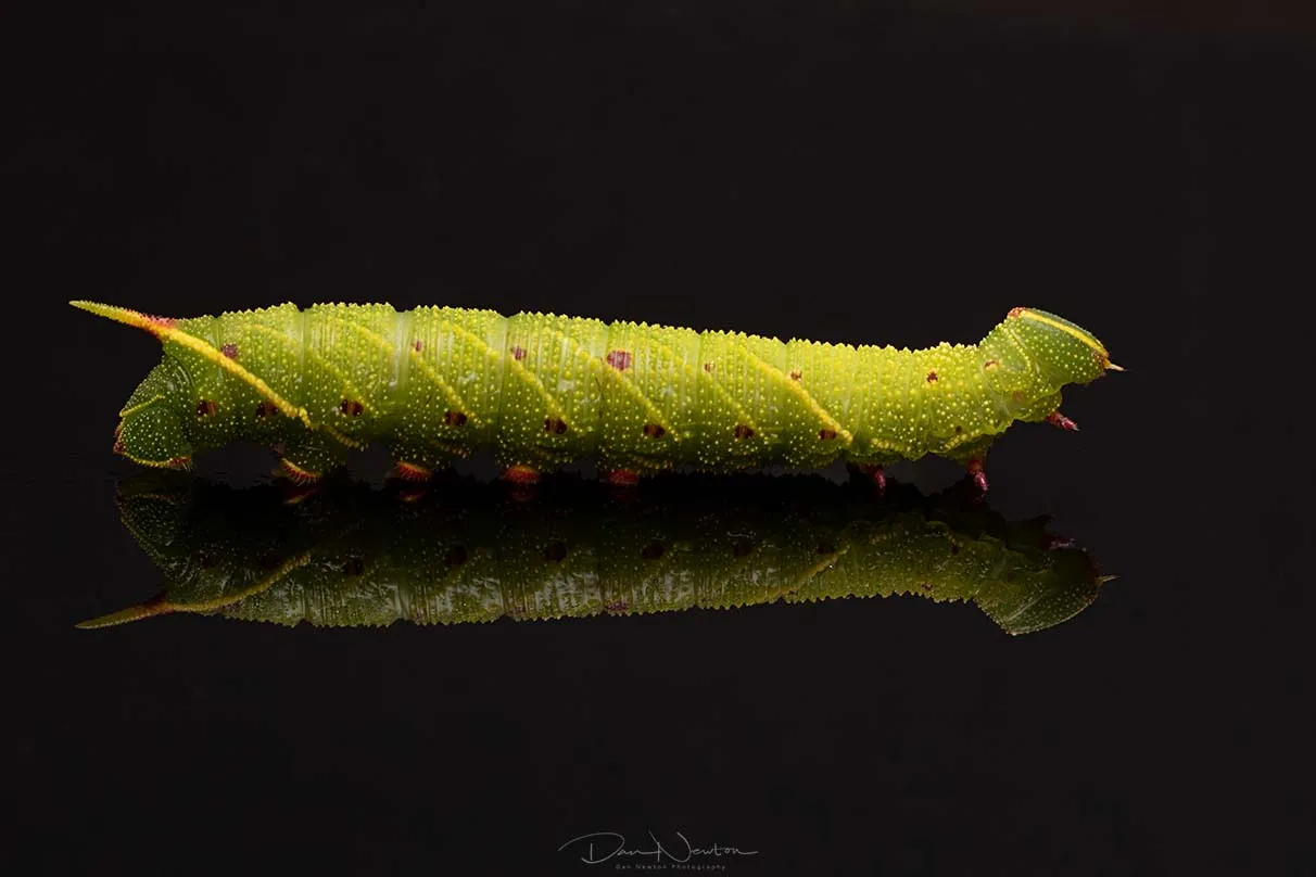 Privet Hawkmoth cat-2-1PP.jpg
