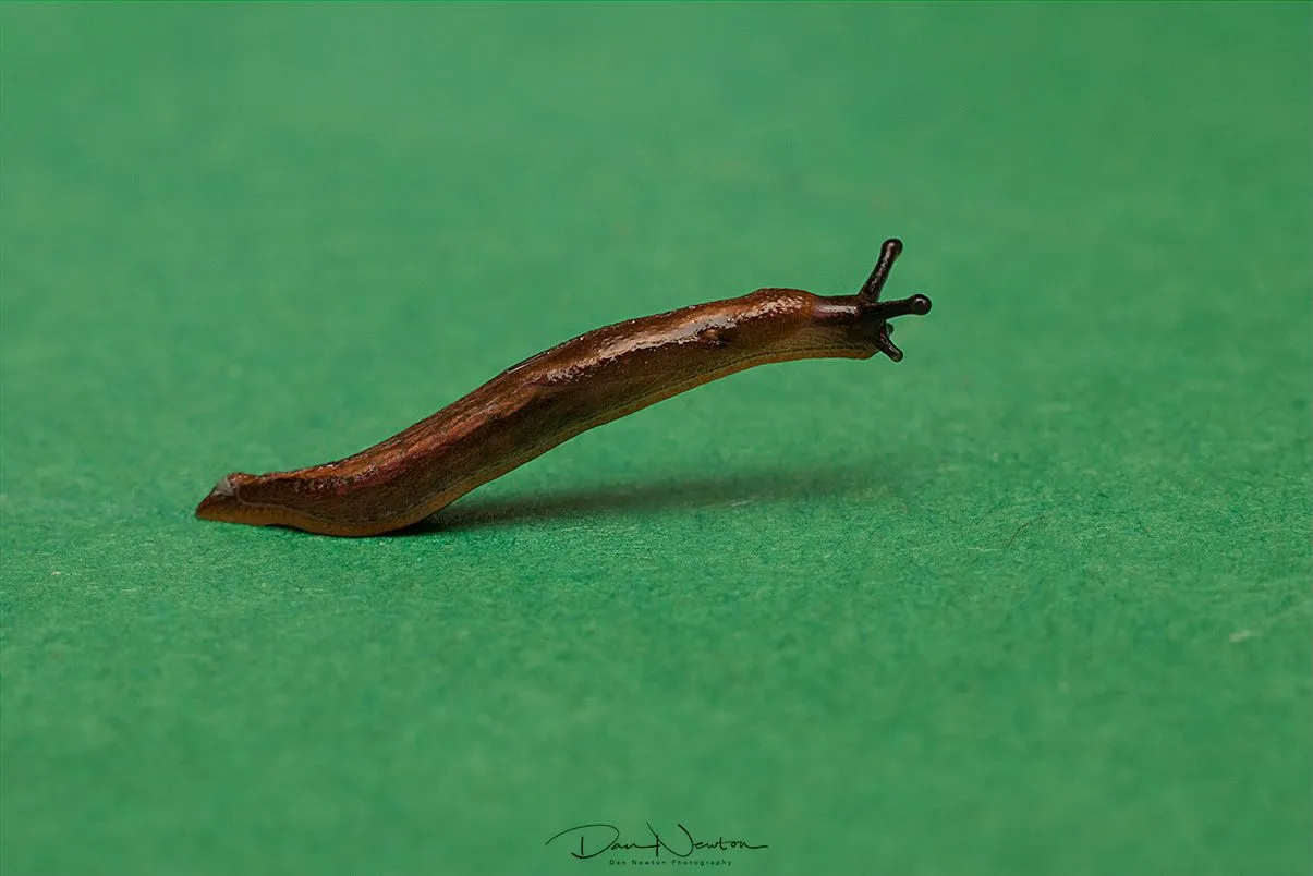 Black SLug - Arion ater agg-0039PP.jpg