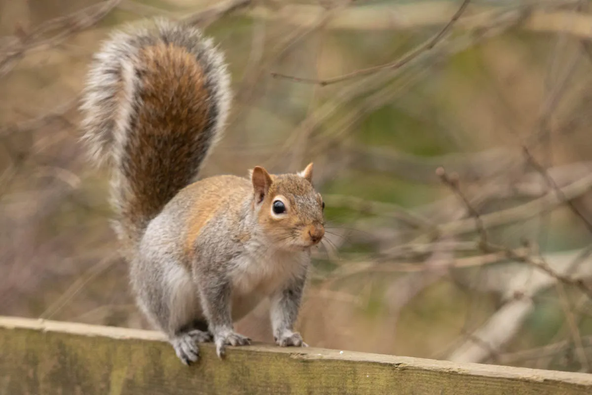 RSPBSherwood Feb 2023-21.jpg