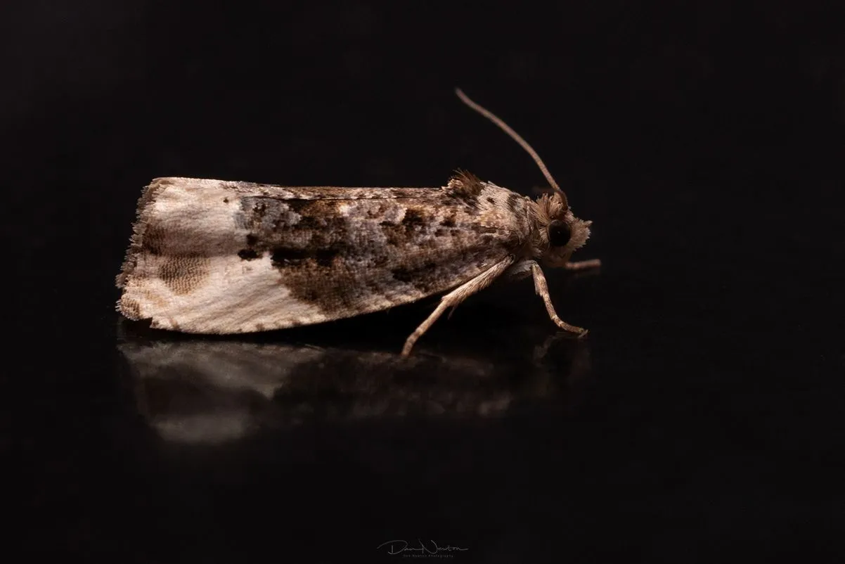Hedya nubiferana-0023PP.jpg
