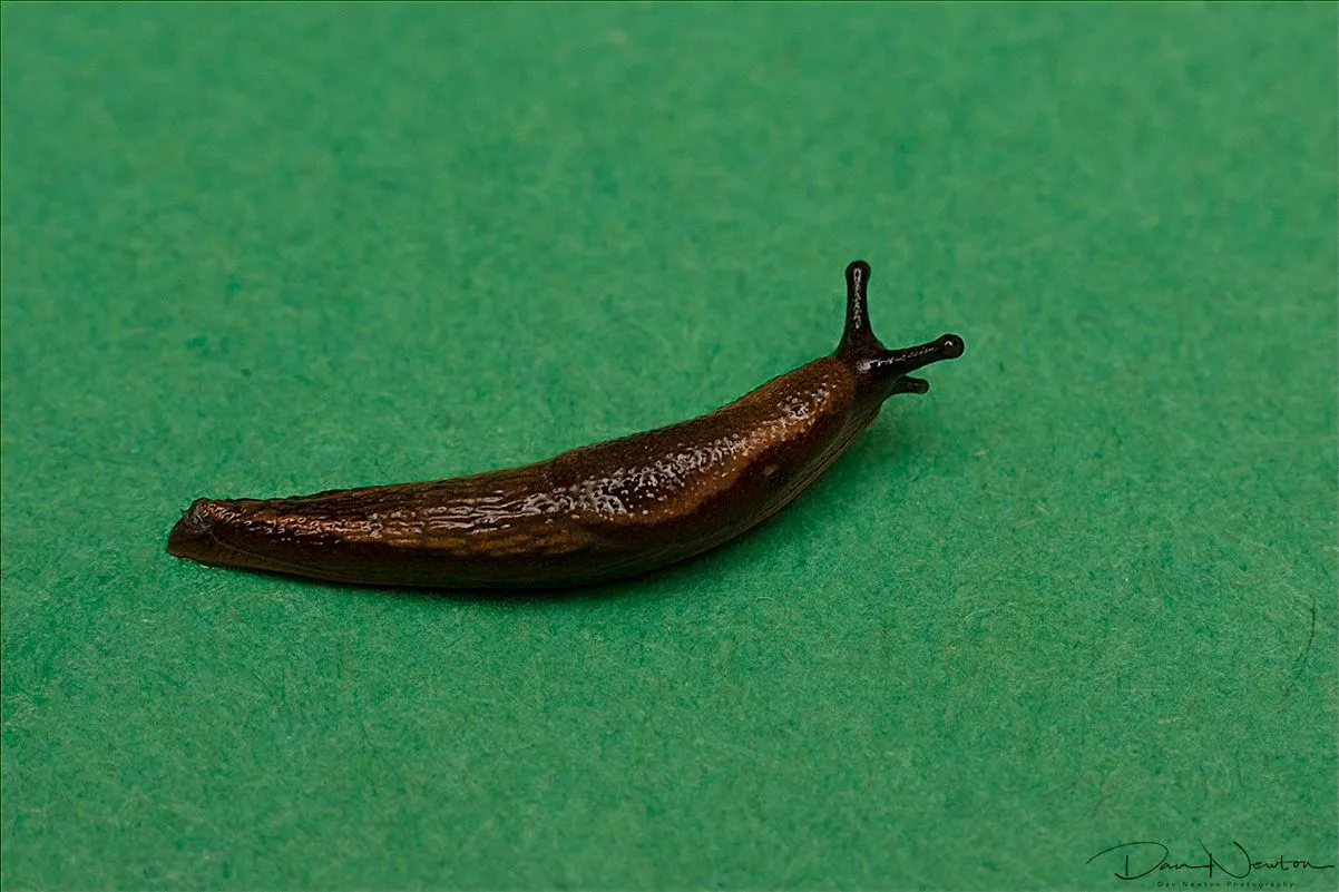 Black SLug - Arion ater agg-0033PP.jpg