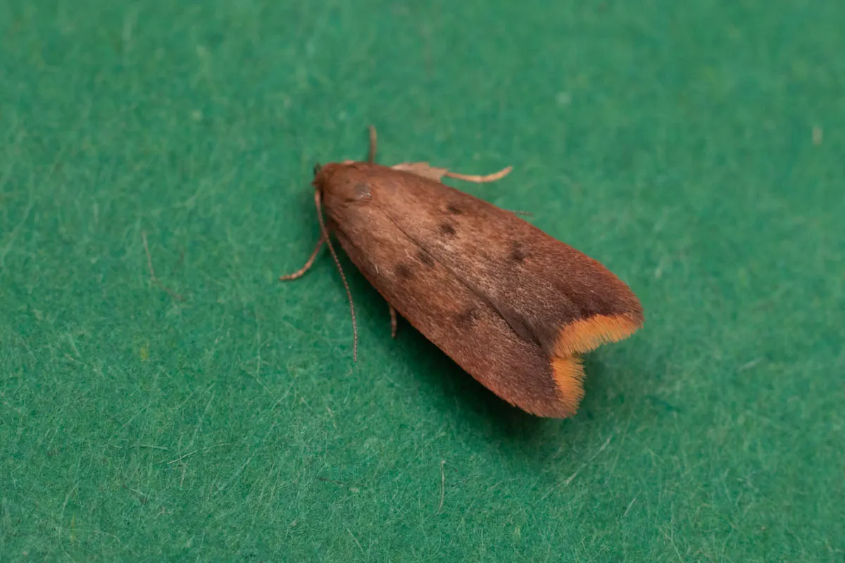 Tachystola acroxantha-0963.jpg