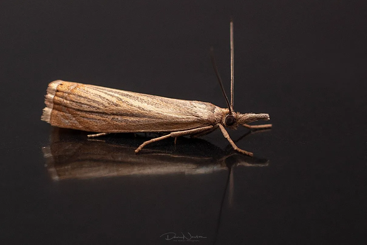 Chrysoteuchia culmella-0031PP.jpg