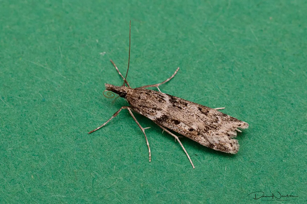Eudonia angustea-0035PP.jpg