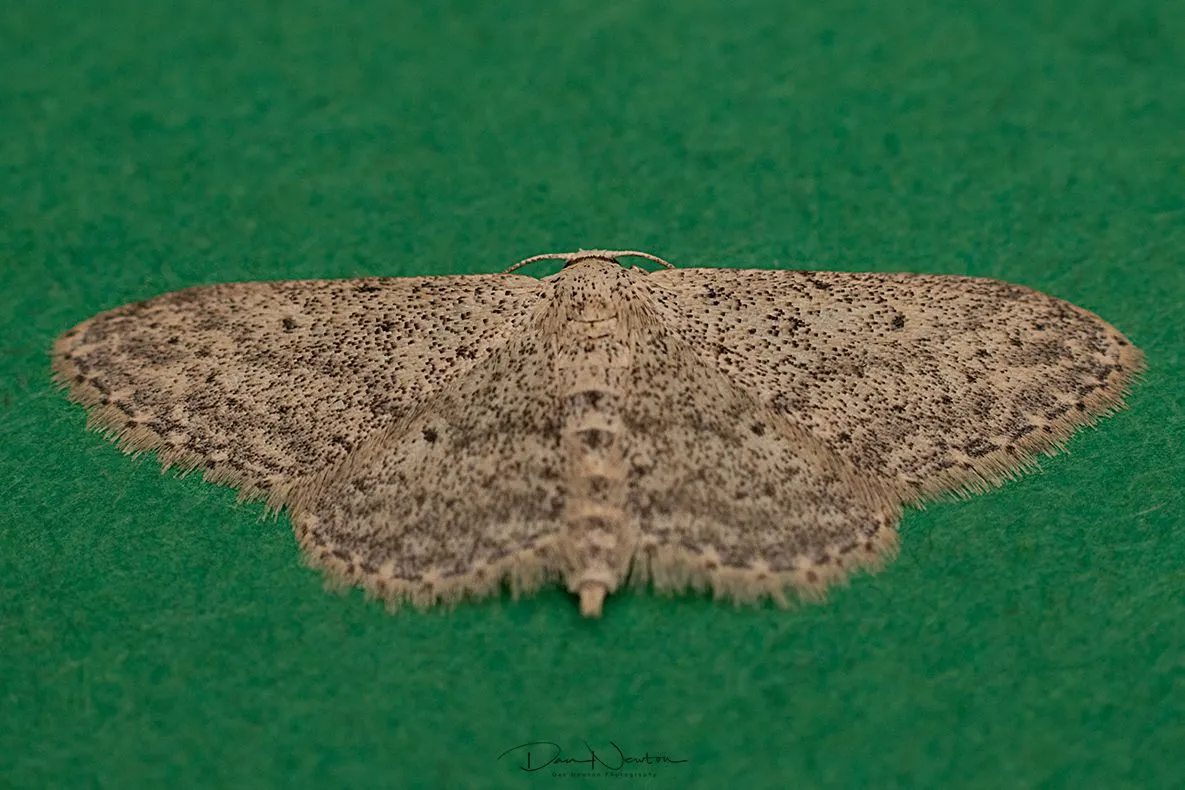 Small Dusty Wave-0031PP.jpg