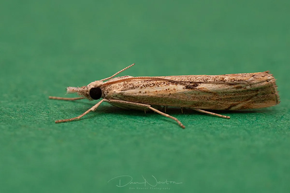 Agriphila geniculea-0034PP.jpg