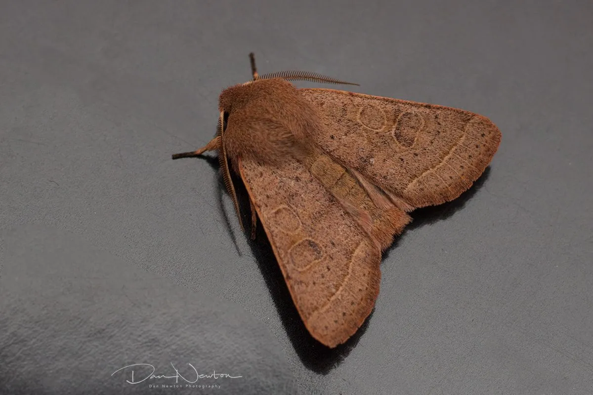 Common Quaker-0022PP.jpg
