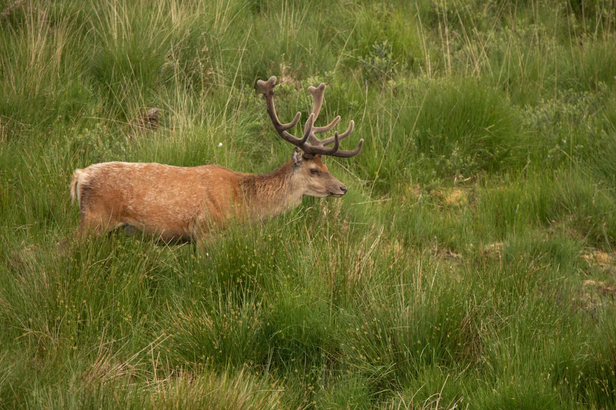 Day 4 A busy day in Galloway Forest-13.jpg