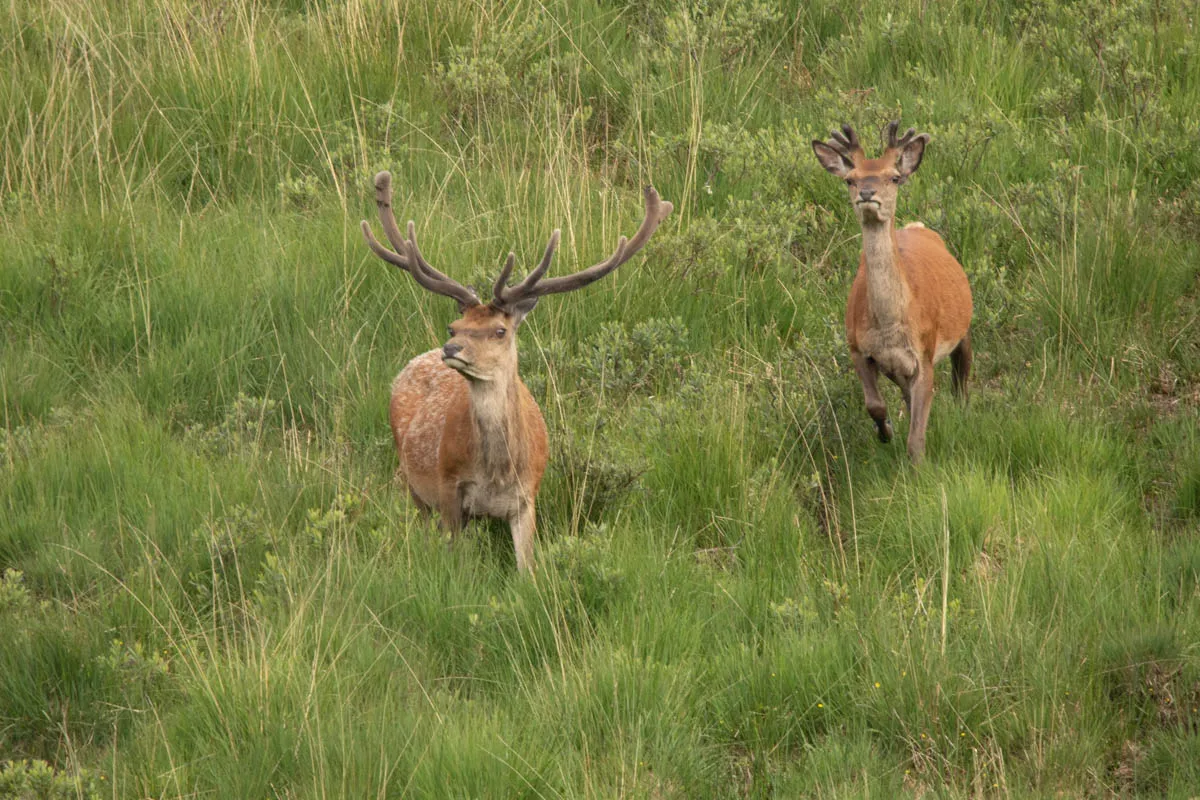 Day 4 A busy day in Galloway Forest-6.jpg