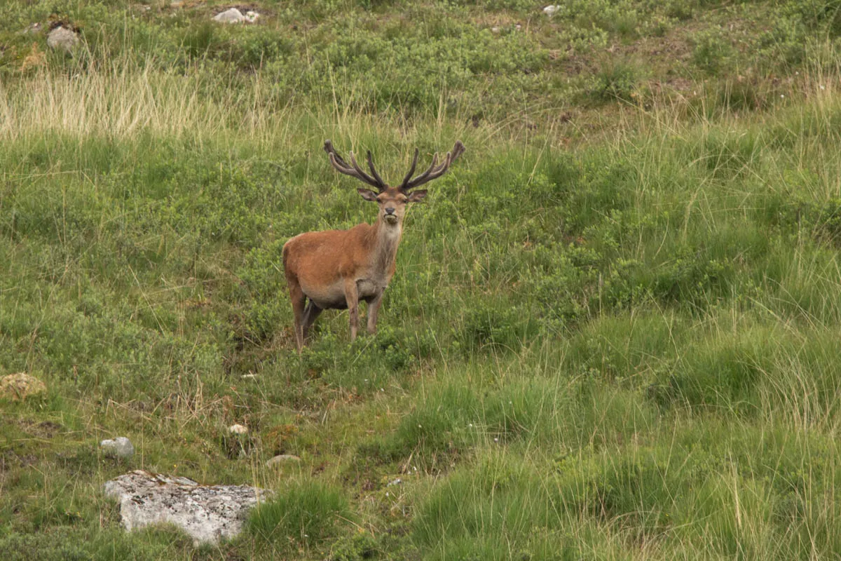 Day 4 A busy day in Galloway Forest-4.jpg