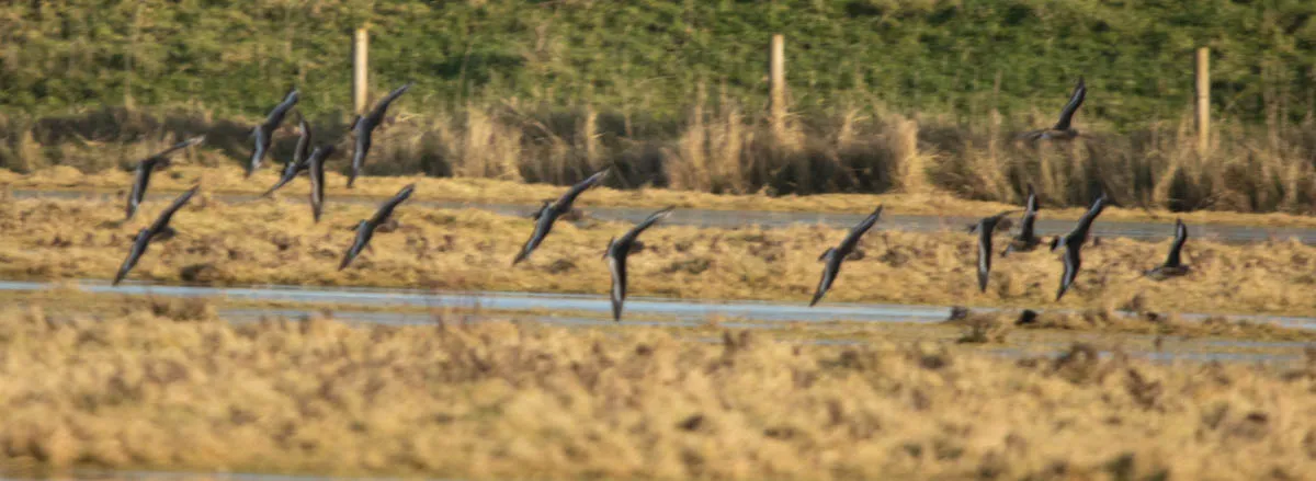 39 - RSPB Freiston Shore Jan 2023-50.jpg
