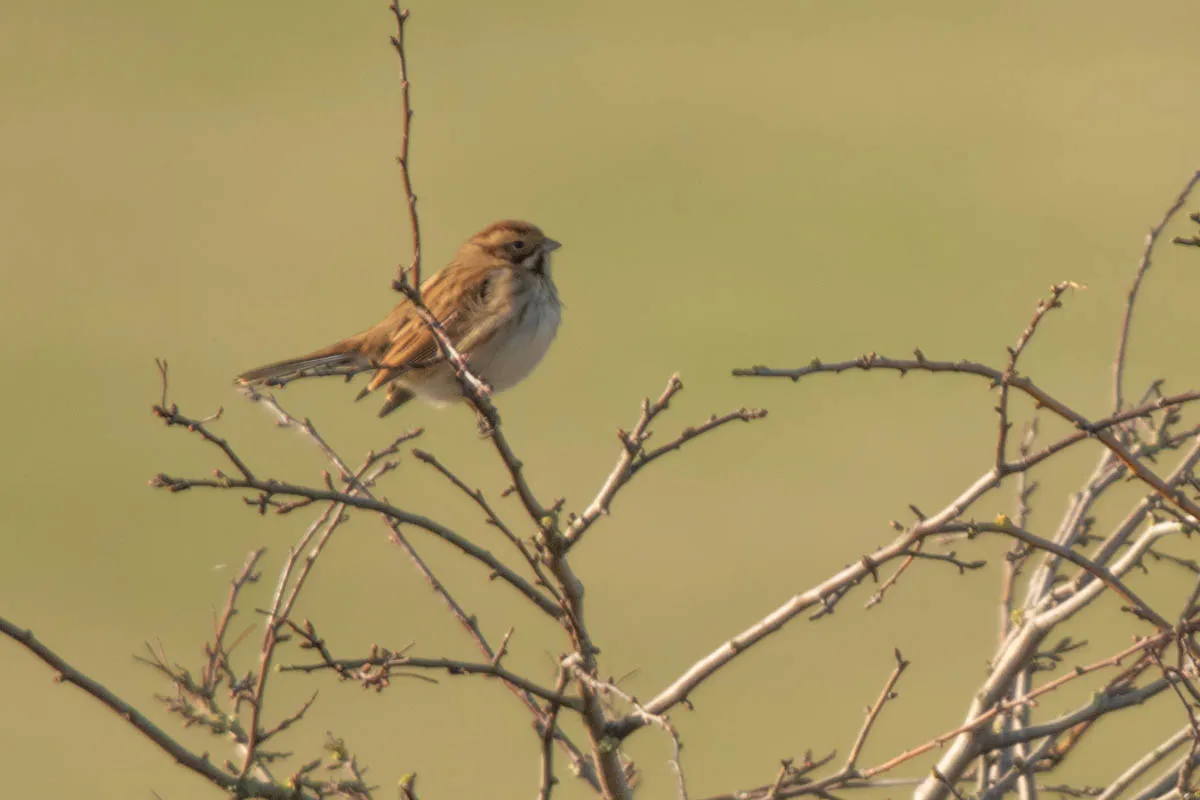 20 - RSPB Freiston Shore Jan 2023-25.jpg