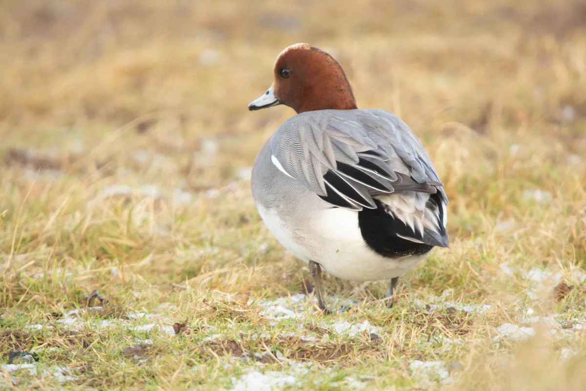 14 - RSPB Freiston Shore Jan 2023-18.jpg