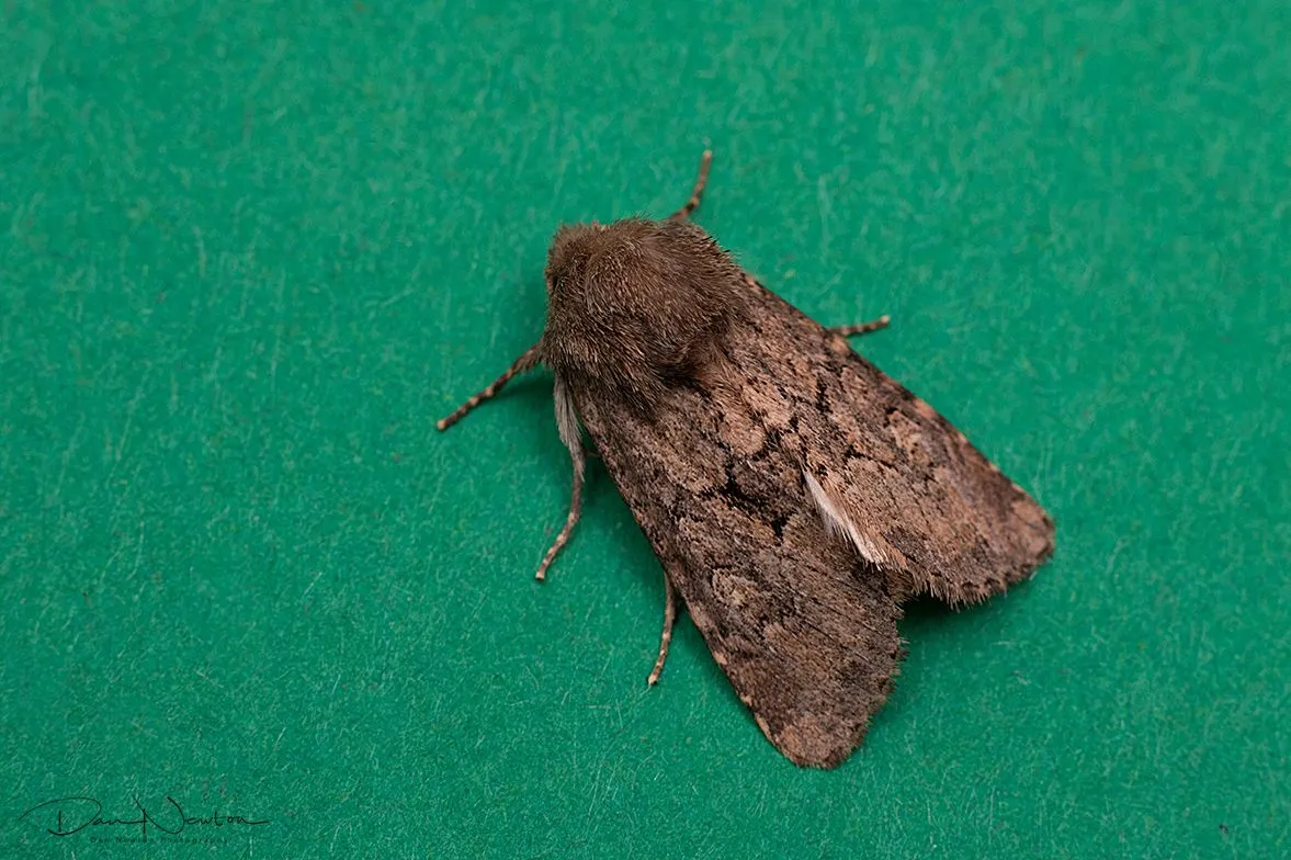 Flounced Rustic-0001PP.jpg