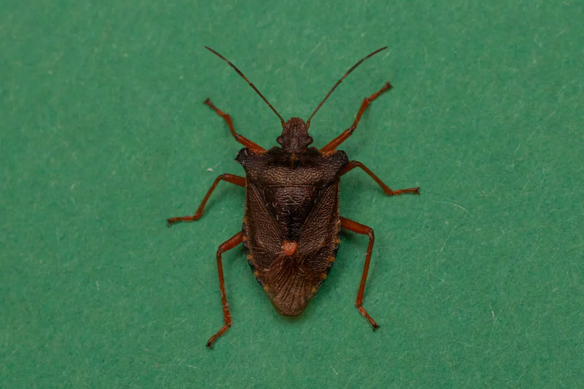 moth bugs-2.jpg