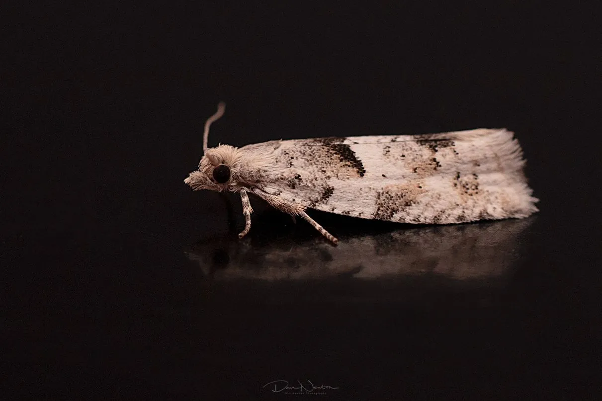 Epinotia bilunana-0047PP.jpg