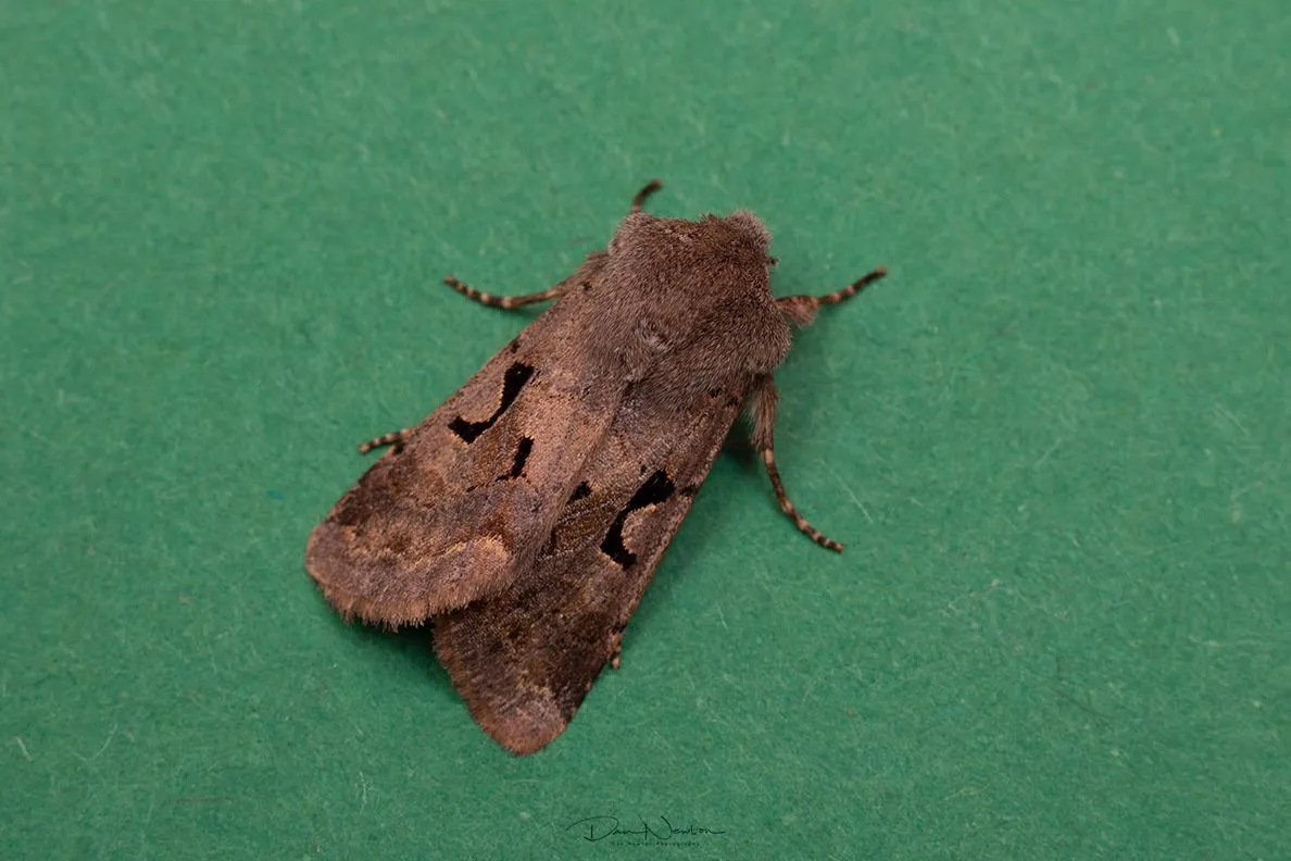 Hebrew Character-0015PP.jpg