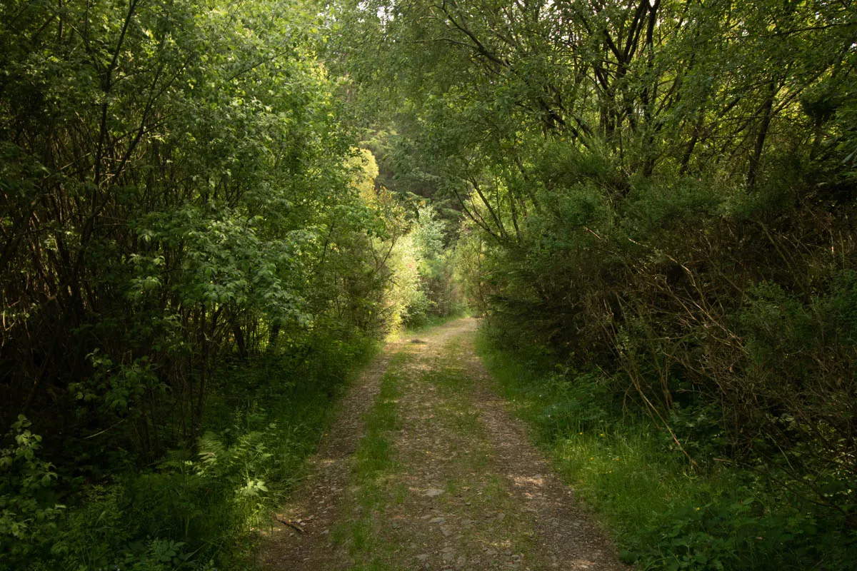 Day 4 A busy day in Galloway Forest-52.jpg