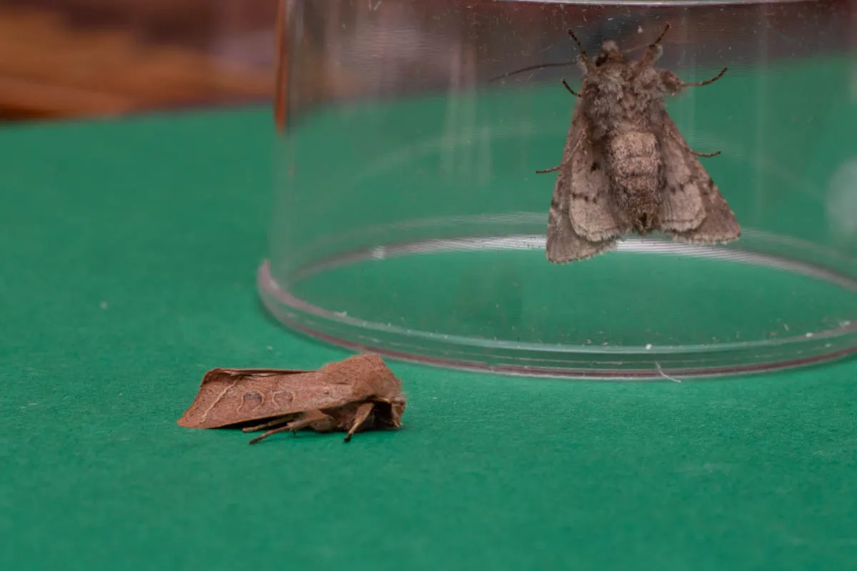 moth15march (2 of 3).jpg