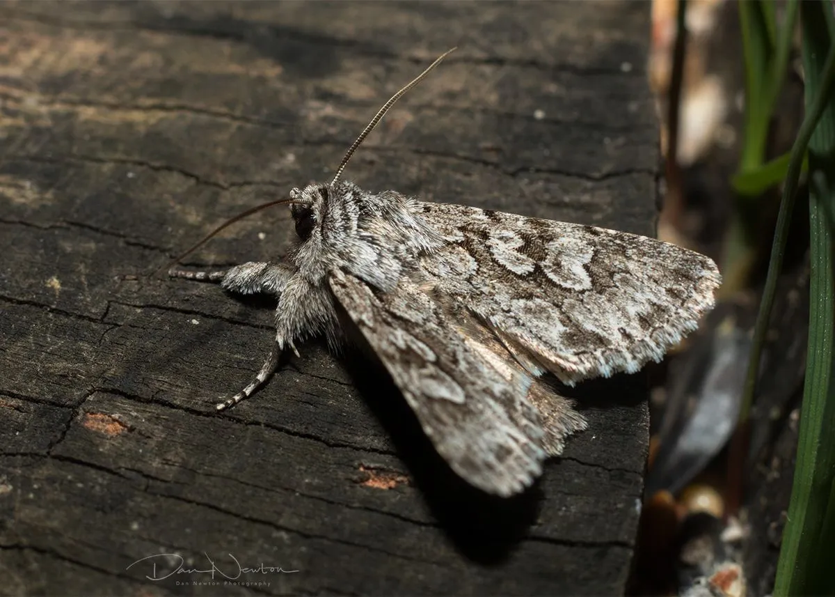 Early Grey-0023PP.jpg