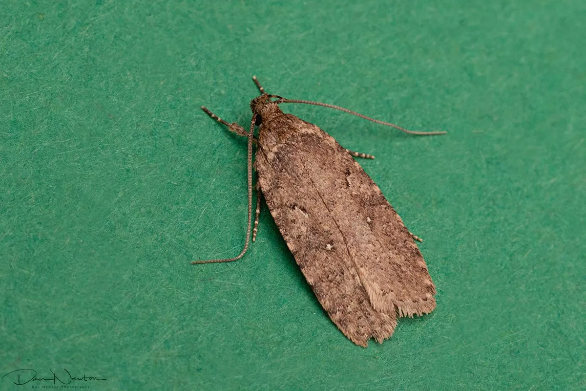 Agonopterix heracliana agg-0006PP.jpg
