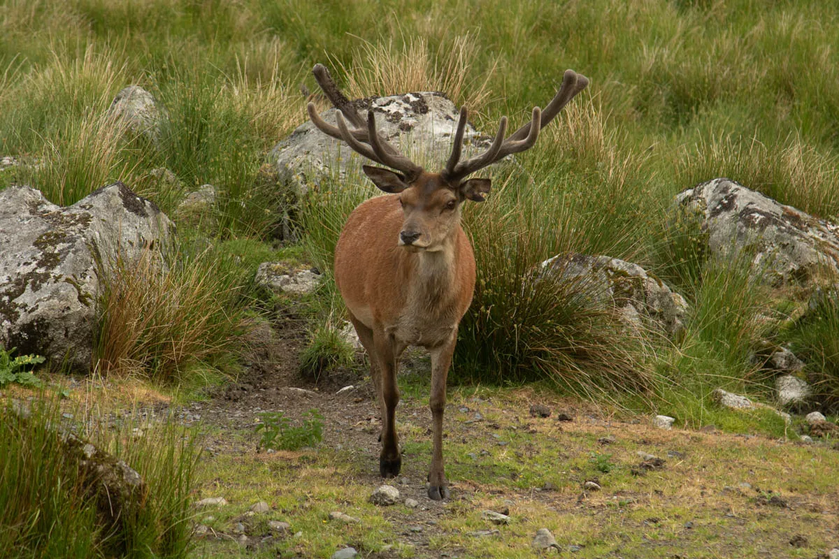 Day 4 A busy day in Galloway Forest-17.jpg