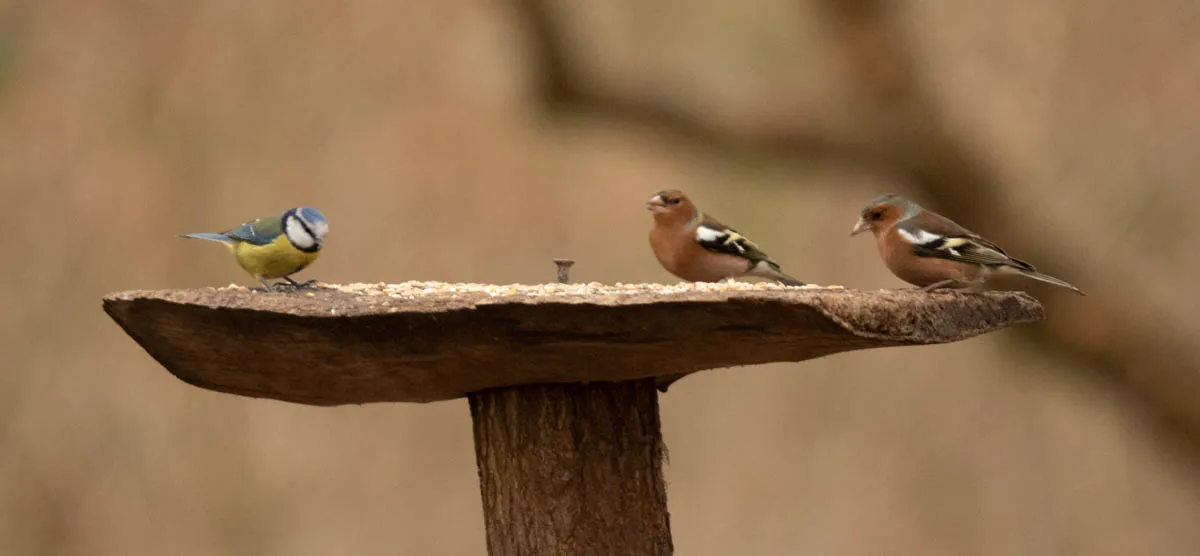 RSPBSherwood Feb 2023-9.jpg