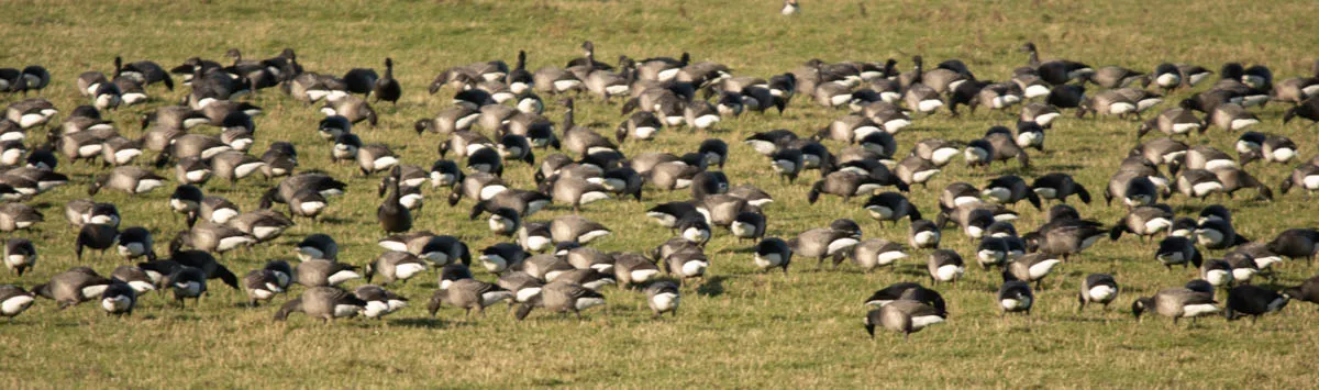 29 - RSPB Freiston Shore Jan 2023-36.jpg