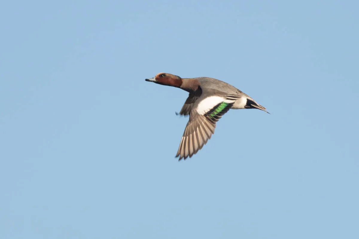 12 - RSPB Freiston Shore Jan 2023-15.jpg