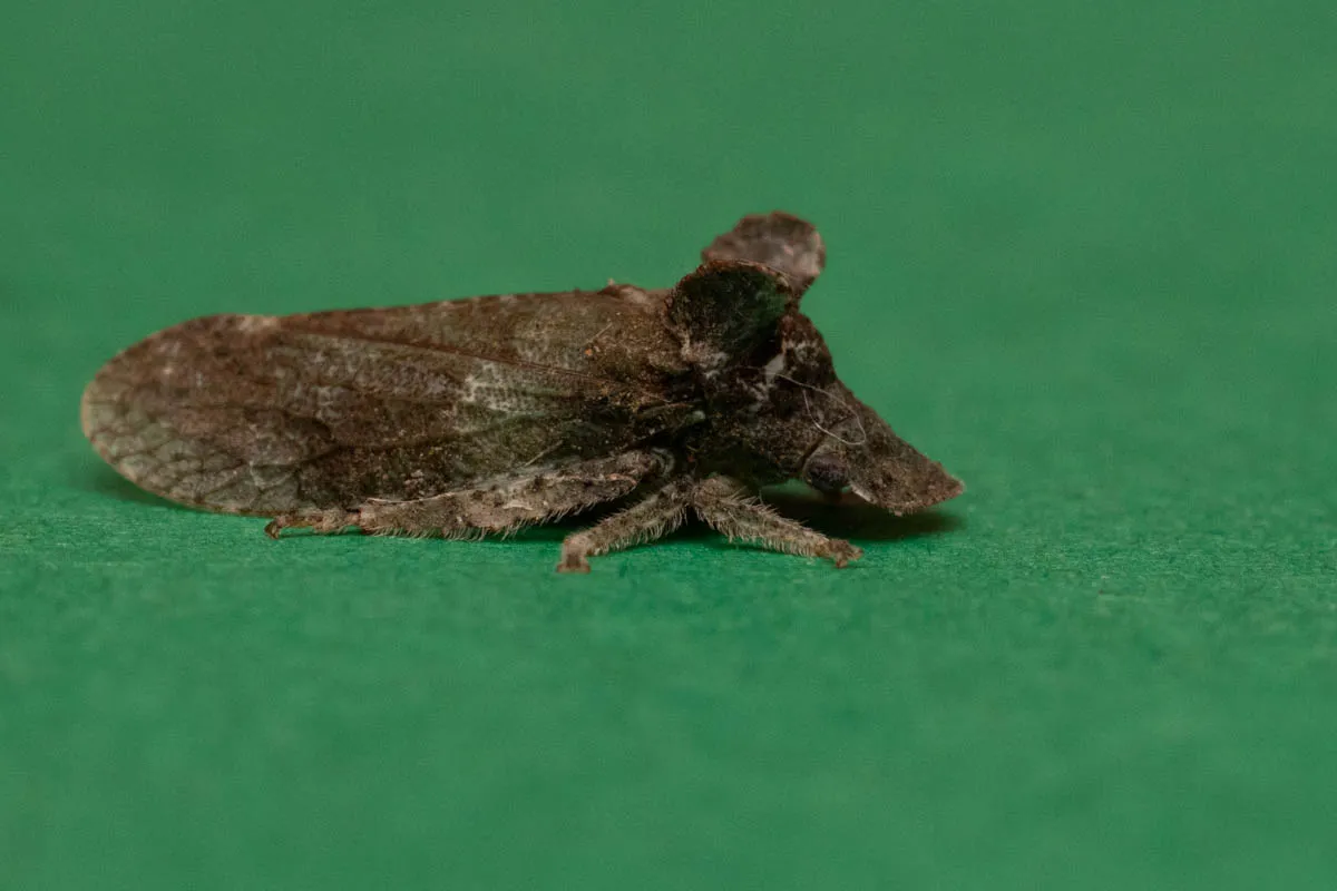moth bugs-3.jpg